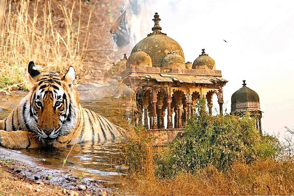 Jaipur With Jungle Safari Tour Packages